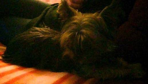 Rubie - Yorkshire Terrier (8 ans)