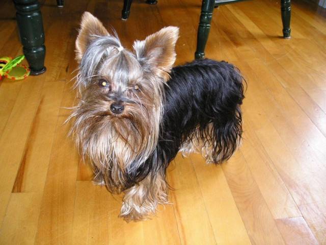 benji - Yorkshire Terrier Mâle (4 ans)