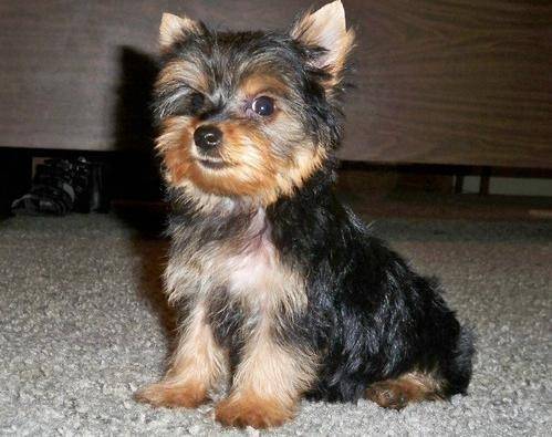Beltz - Yorkshire Terrier Mâle (4 ans)