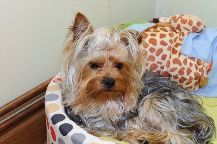 yakie - Yorkshire Terrier Mâle (2 ans)