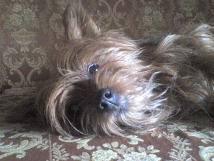 Sissy - Yorkshire Terrier (8 ans)