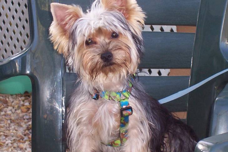 Willy - Yorkshire Terrier Mâle (1 an)