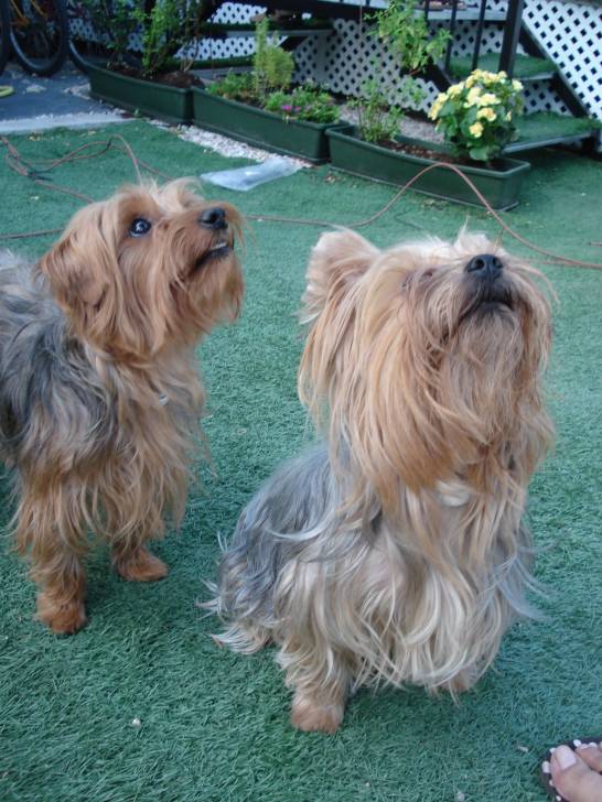 Willy y Luna - Yorkshire Terrier Mâle (6 ans)