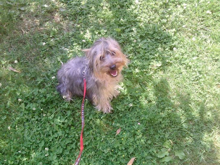 Chicco :) - Yorkshire Terrier Mâle (2 ans)