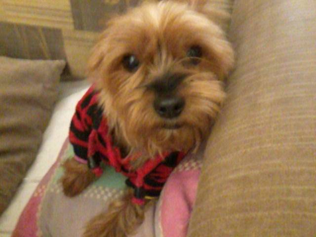 Charlotte - Yorkshire Terrier (2 ans)