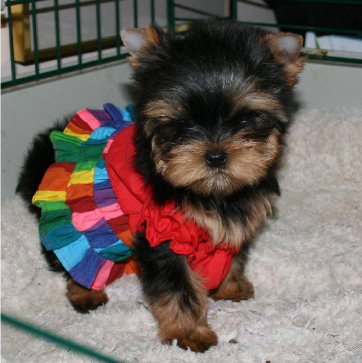 Dawn - Yorkshire Terrier (4 mois)