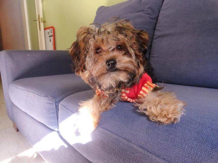 Bob - Yorkshire Terrier Mâle (5 ans)