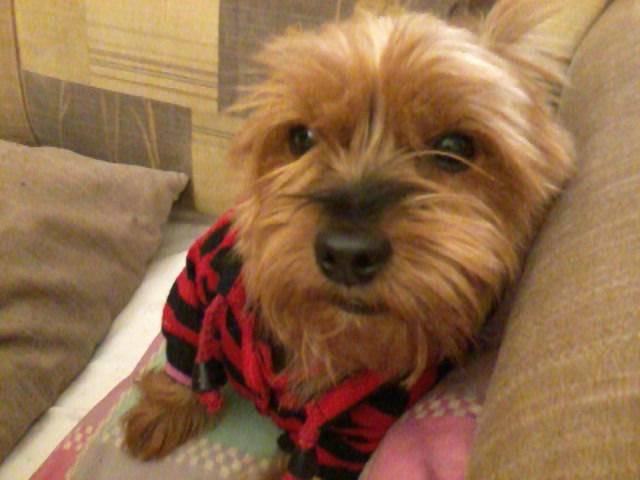 Charlotte - Yorkshire Terrier (2 ans)