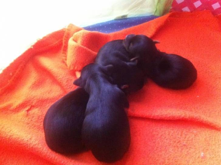 New Puppies - Yorkshire Terrier