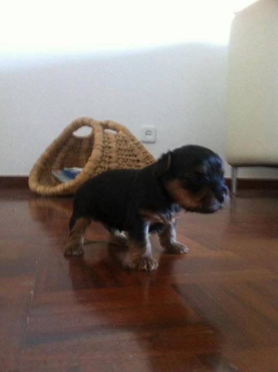 New Puppies - Yorkshire Terrier