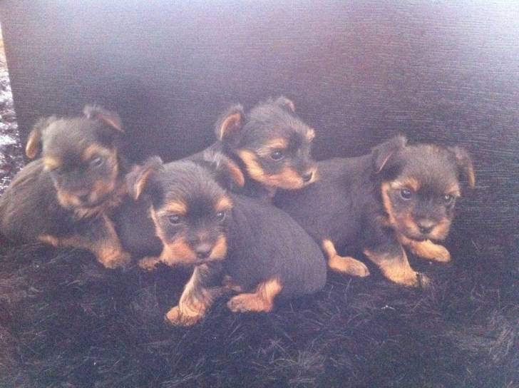 New Puppies - Yorkshire Terrier