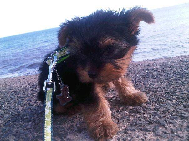 New Puppies - Yorkshire Terrier