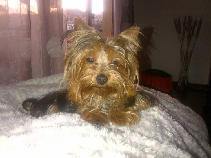 Cookie - Yorkshire Terrier (5 ans)