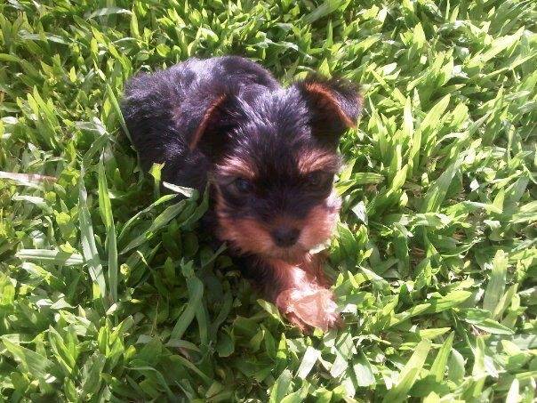 Teddy - Yorkshire Terrier Mâle (8 mois)