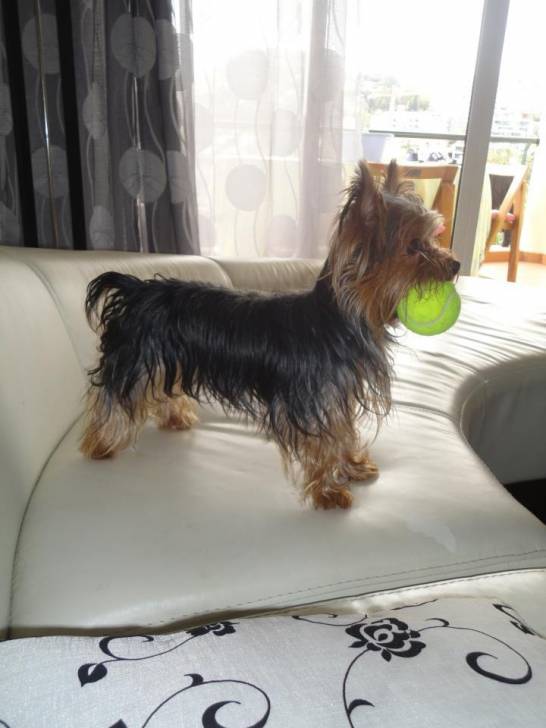 Cookie - Yorkshire Terrier (5 ans)