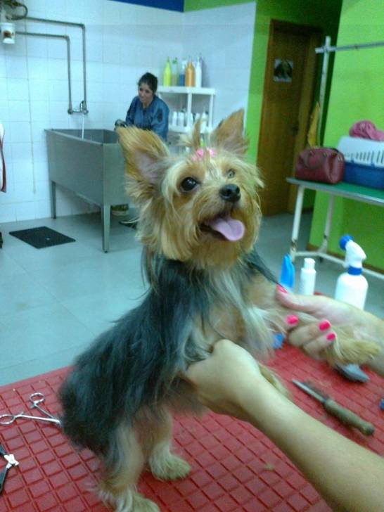 Cookie - Yorkshire Terrier (5 ans)