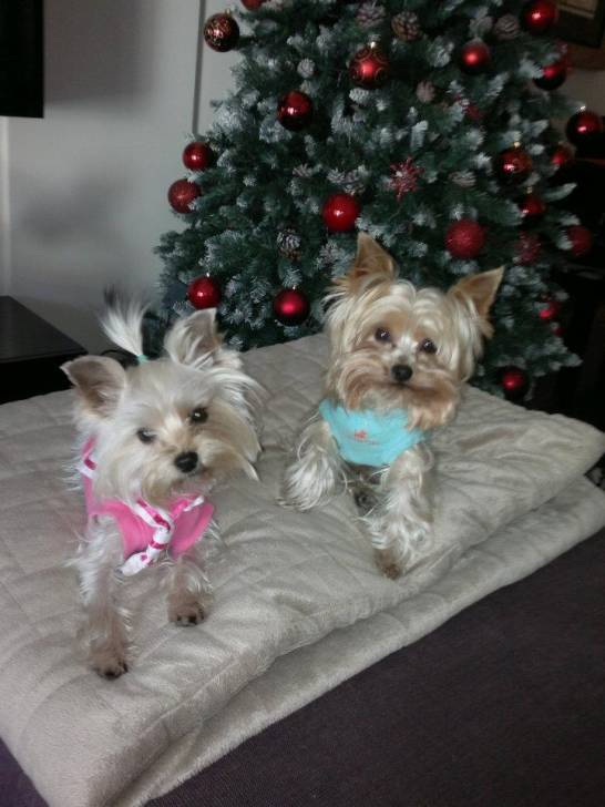 Cupcake And Mittens - Yorkshire Terrier (5 ans)