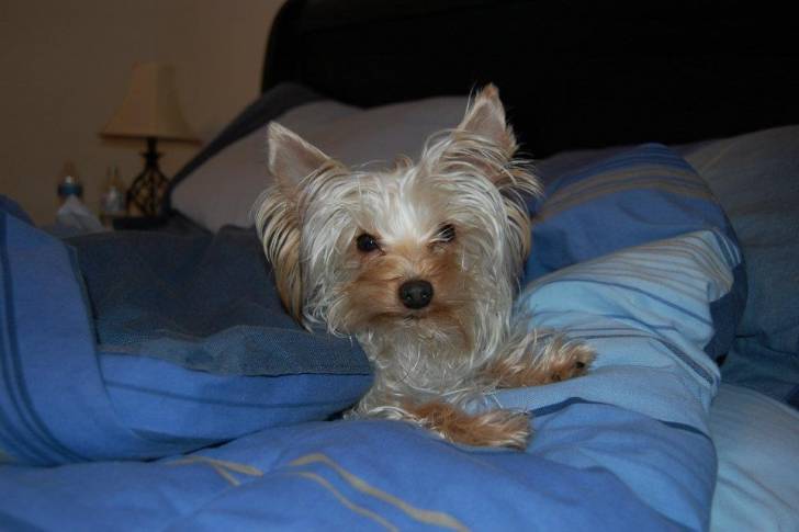 Cupcake - Yorkshire Terrier (5 ans)