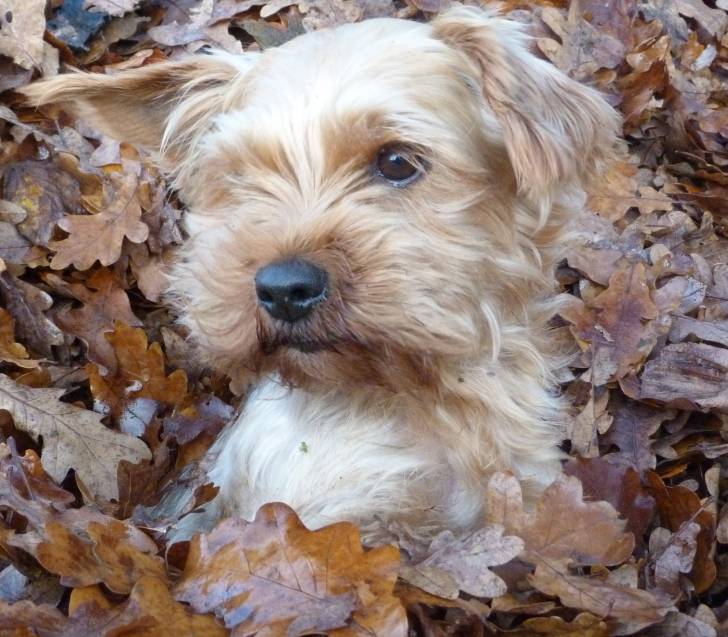 Nouni - Yorkshire Terrier (7 ans)