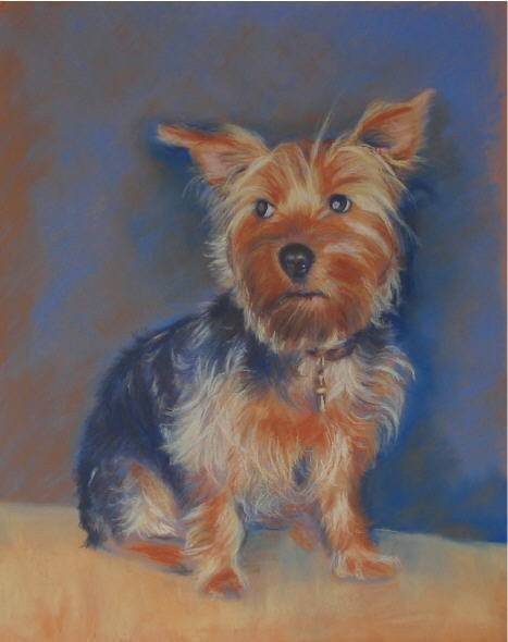 piktiou - Yorkshire Terrier Mâle (7 ans)
