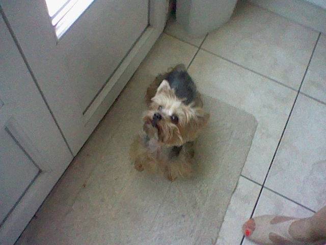 Valya - Yorkshire Terrier (8 ans)