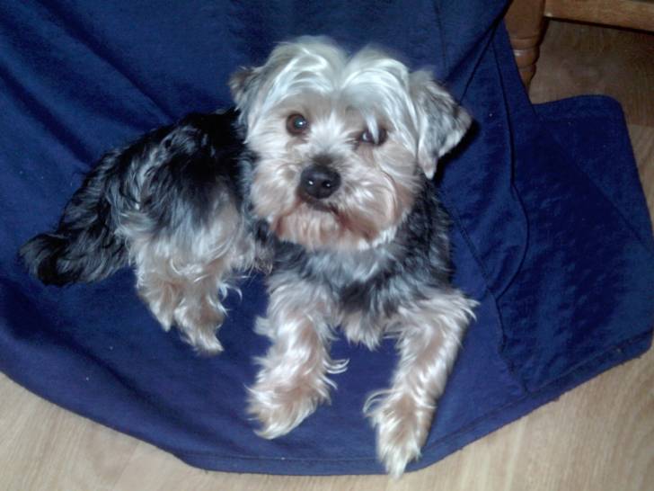 Toby guapo - Yorkshire Terrier Mâle (3 ans)