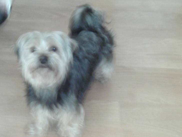 toby chiquititomale - Yorkshire Terrier Mâle (3 ans)