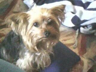 Deysy - Yorkshire Terrier (7 ans)