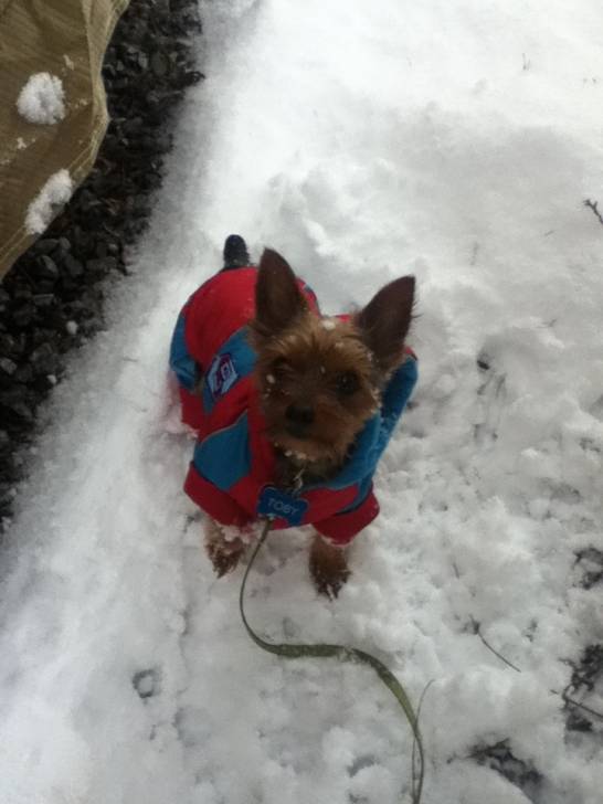 Toby - Yorkshire Terrier Mâle (3 ans)