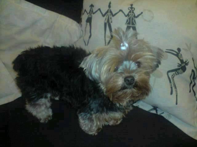 Louna - Yorkshire Terrier (2 ans)