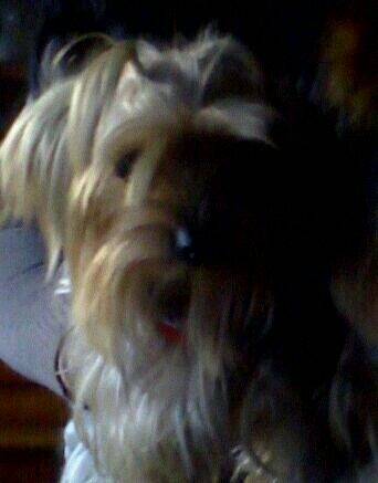 jade - Yorkshire Terrier (2 ans)