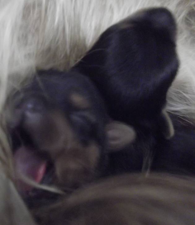 Babys - Yorkshire Terrier (1 mois)