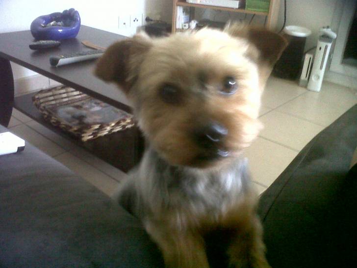 coocky - Yorkshire Terrier Mâle (3 ans)