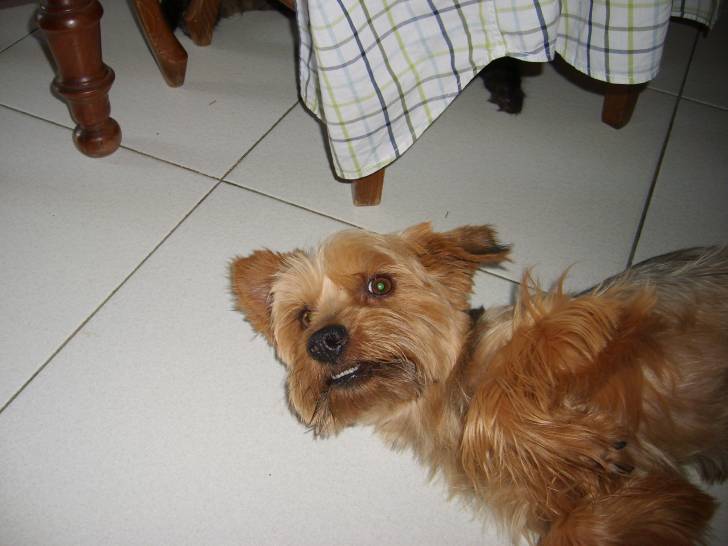 vals - Yorkshire Terrier Mâle (5 ans)