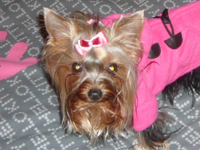 darla - Yorkshire Terrier (1 an)