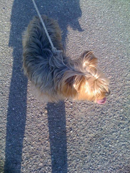 Bendit - Yorkshire Terrier Mâle (6 ans)