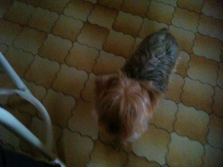 Bendit - Yorkshire Terrier Mâle (6 ans)