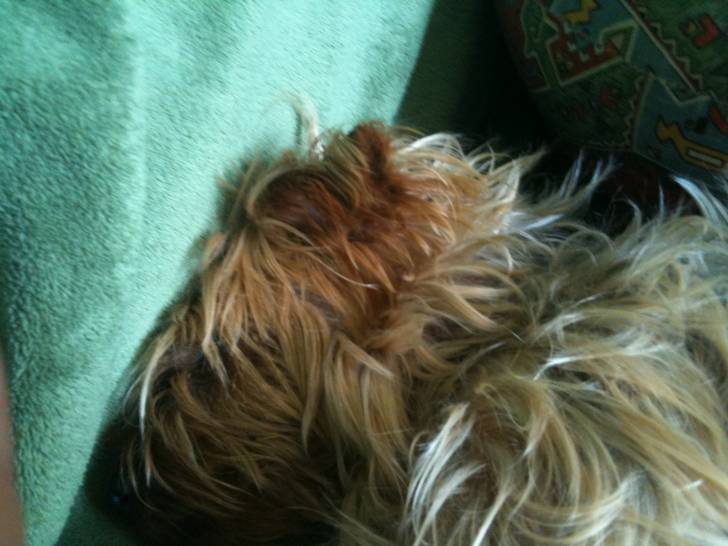 Bendit - Yorkshire Terrier Mâle (6 ans)