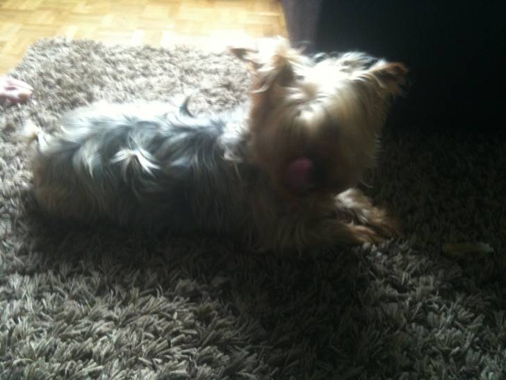 Bendit - Yorkshire Terrier Mâle (6 ans)