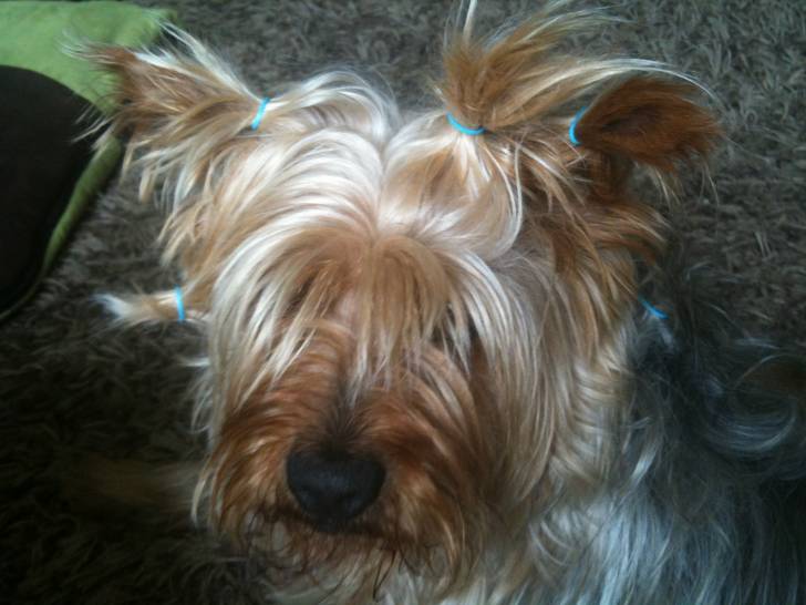 Bendit - Yorkshire Terrier Mâle (6 ans)