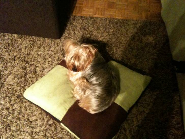 Bendit - Yorkshire Terrier Mâle (6 ans)