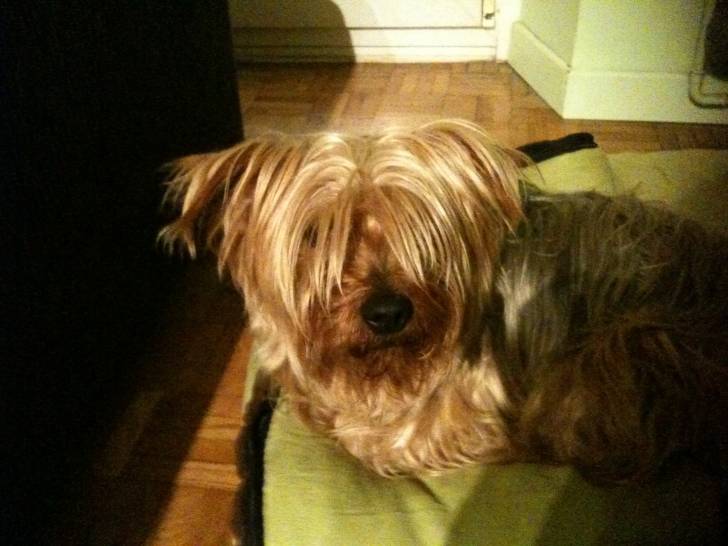 Bendit - Yorkshire Terrier Mâle (6 ans)