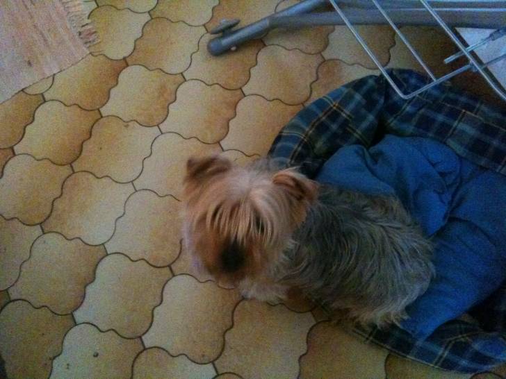 Bendit - Yorkshire Terrier Mâle (6 ans)