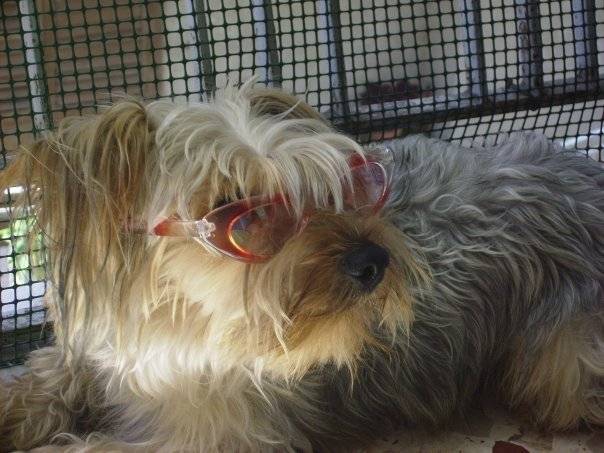 billy - Yorkshire Terrier Mâle (7 ans)