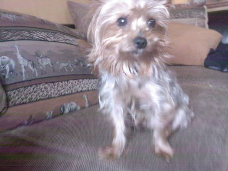 skippy - Yorkshire Terrier Mâle (4 ans)