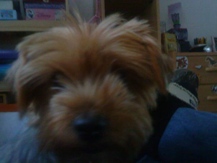 chanah - Yorkshire Terrier (2 ans)