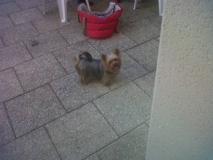 Chérie - Yorkshire Terrier (1 an)