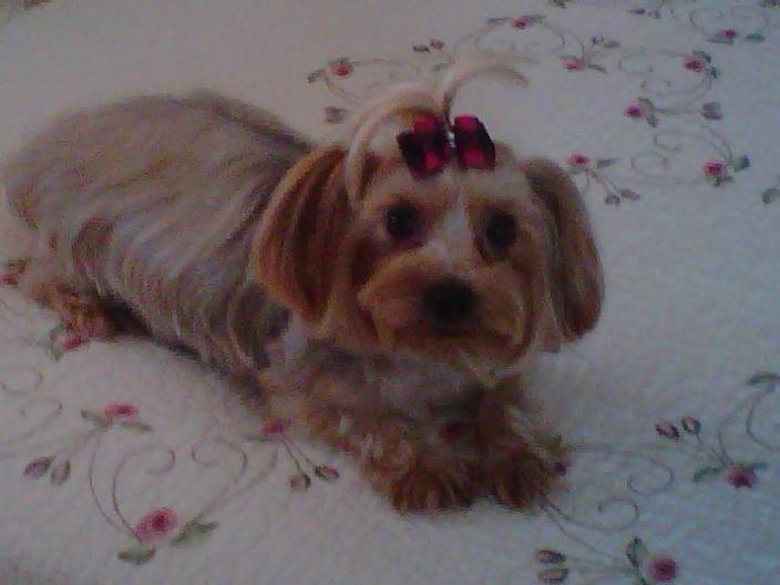 Candy - Yorkshire Terrier (3 ans)