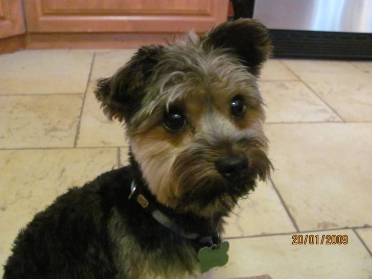 Maki - Yorkshire Terrier Mâle (2 ans)