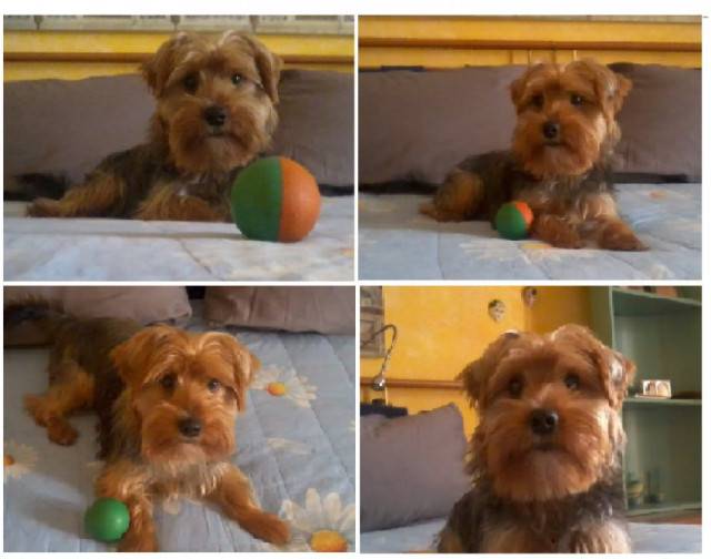 rudy - Yorkshire Terrier (4 ans)